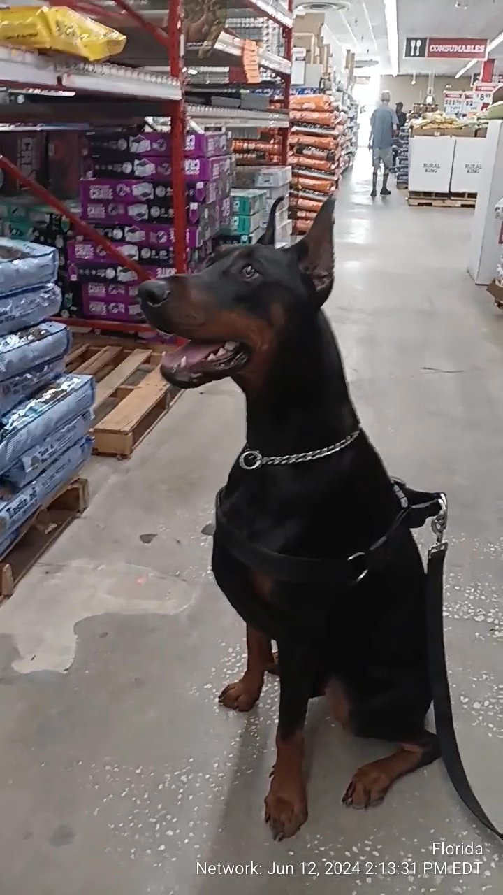 Family Euro Doberman in The Villages, Florida
