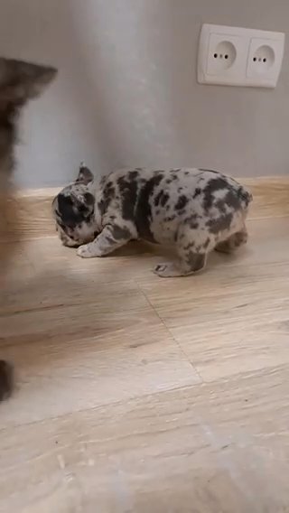 Jessie Adorable Female French Bulldog Puppy in Renton, Washington