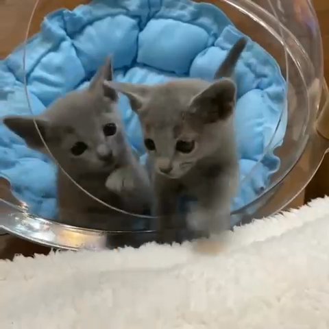 russianblue kitten in Brooklyn, New York