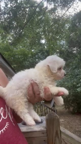 Akc Xander in Sumter, South Carolina