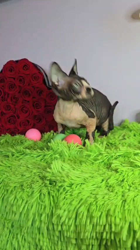 Sphynx Kitten in Chicago, Illinois