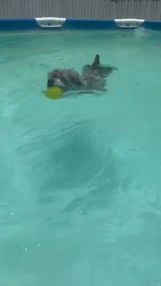 merle mini poodle in Pensacola, Florida