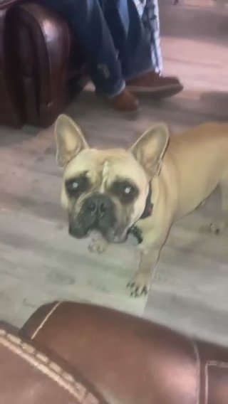 Capone in Waxahachie, Texas