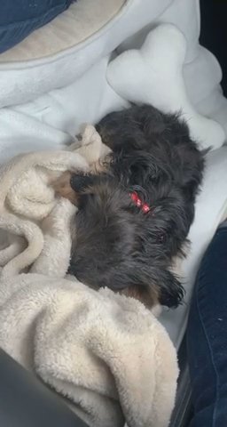 Yoyo..Shes A Shorkie And **SOLD** Shes Ready To Go To Her Forever Home! ???❤️ in Milwaukee, Wisconsin