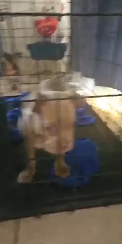 American Bullies in Phoenix, Arizona