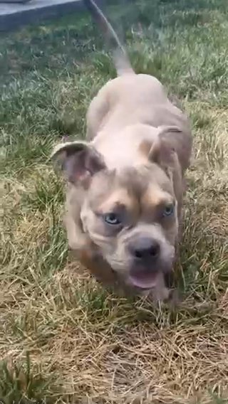 Micro Bully in Camden, New Jersey