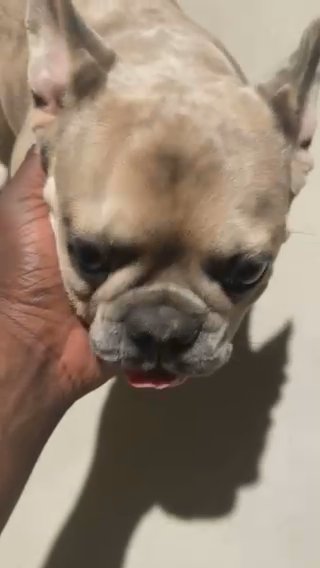 Male French Bulldog  Ready For Is First Stud in Phoenix, Arizona
