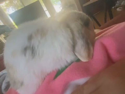 Multi colored Holland Lop in Sacramento, California