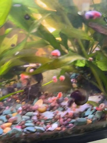 Ramshorn Snails in Cincinnati, Ohio