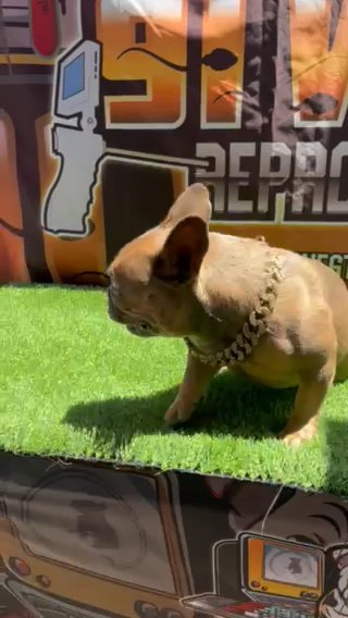 French Bulldog in Long Beach, California