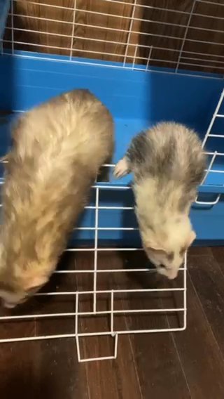 Two Adult Ferrets in Rantoul, Illinois
