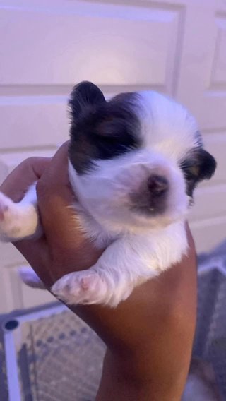 Shihtzu in Phoenix, Arizona
