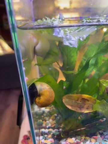 Mystery Snails in Cincinnati, Ohio