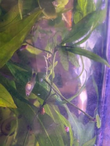 Guppies in Cincinnati, Ohio