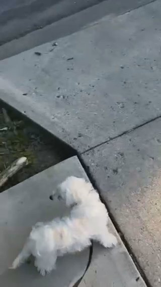 Puppy in Columbus, Ohio
