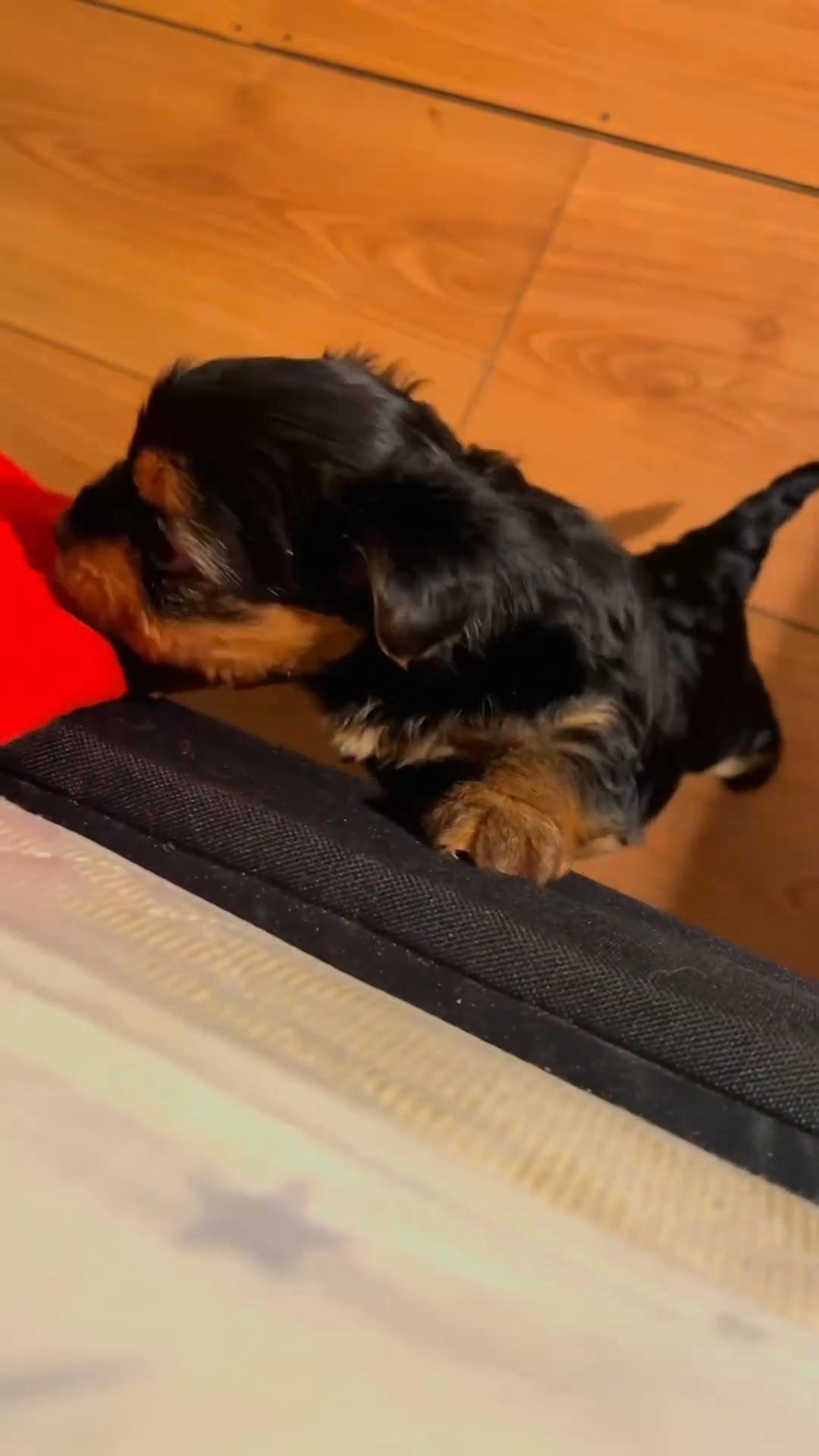 Yorkie puppy in Dallas, Texas