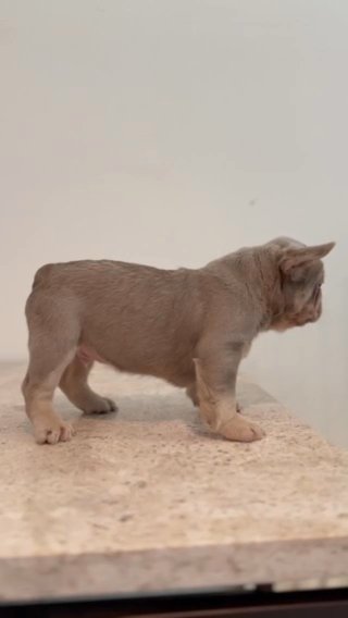 French Bulldog in Ocala, Florida