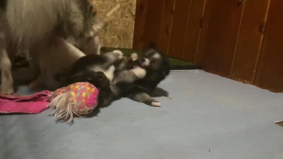 Hazel: Toy-sized pomsky in Roseburg, Oregon
