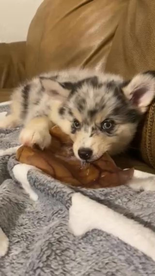 Breeze - Male Pomsky in Roseburg, Oregon
