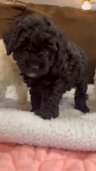 Cute Fluff Balls (sold) in Savannah, Georgia