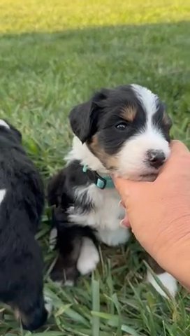 F1 Medium bernedoodle Girls in Marion, Ohio