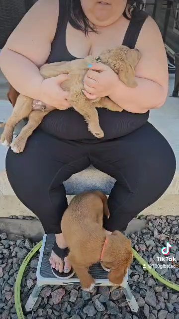 labradoodle puppies in Commerce City, Colorado