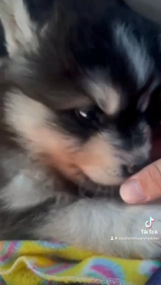AKC Siberian Huskies in Kingsport, Tennessee