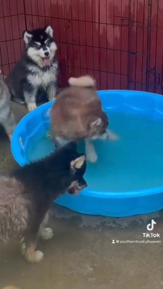 Siberian huskies in Kingsport, Tennessee