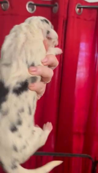 Harlequin Female Great Dane in Florence, South Carolina