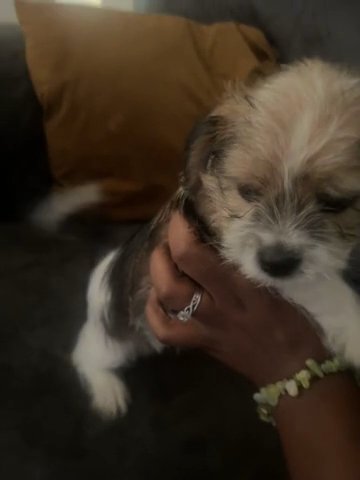 Shorkie in Richmond, Virginia