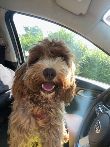 Cockapoo in Howell, New Jersey
