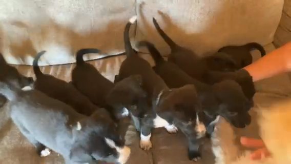 8 Puppies in Rantoul, Illinois