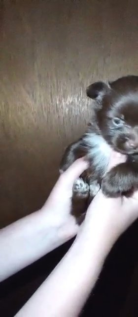 ?SOLD?Female YorkiePom in Sikeston, Missouri