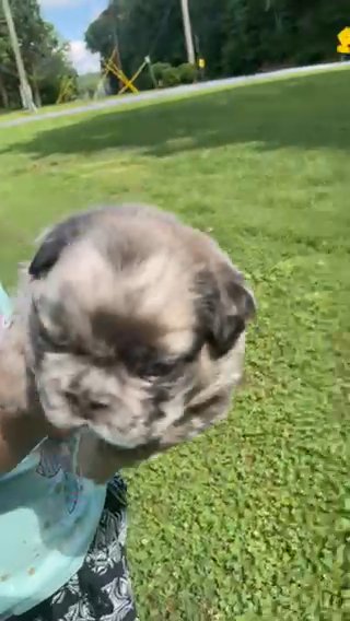 Fluffy French Bulldog in Rome, Georgia