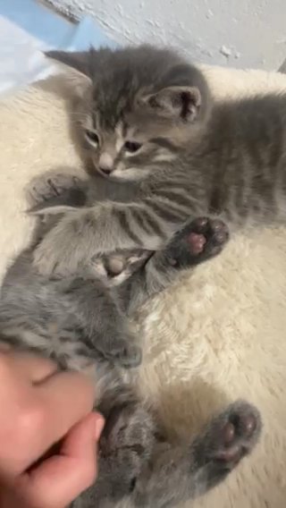 KITTEN FOR ADOPTION! in Philadelphia, Pennsylvania