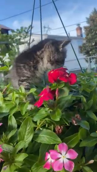 KITTEN FOR ADOPTION!!! in Philadelphia, Pennsylvania