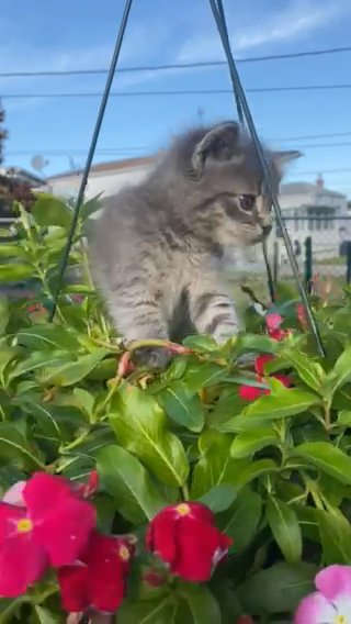 This adorable kitty is 6 weeks old ( not sure about the gender yet ). I believe that the mother is Siberian cat and the dad is a taxido cat with black and white spots. The price is $149.00.  The kitty is very playful and use the litter box. in Philadelphia, Pennsylvania