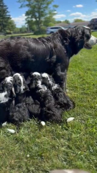 F1 Bernedoodle puppies 5 Boys 4 Girls in Marion, Ohio