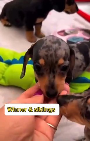 Dachshund male Dapple in Carlsbad, California