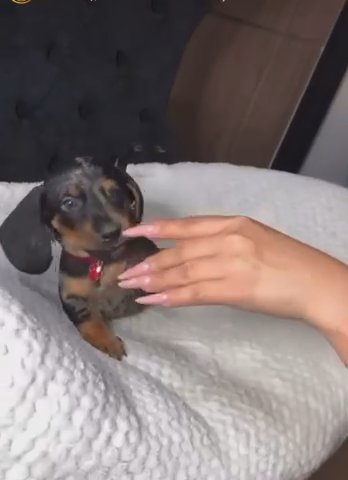 Dachshund Dapple Male in Carlsbad, California