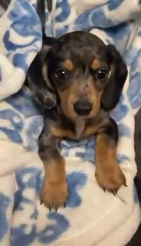 Dachshund Male & Female Dapple Silverblue in San Diego, California
