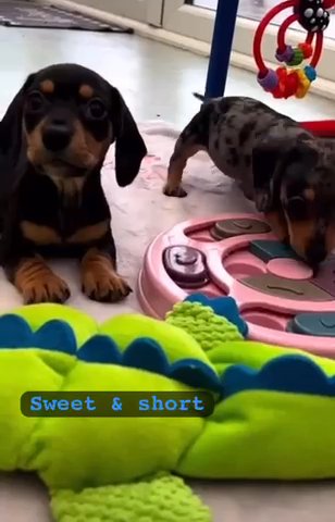 Dachshund Black&tan Female in San Diego, California