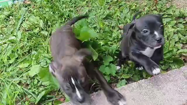 Beautiful American Bully XL in Fredericksburg, Virginia