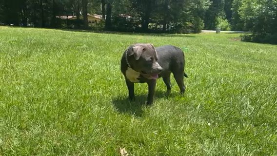 8 Month Old Male in Shelby, North Carolina