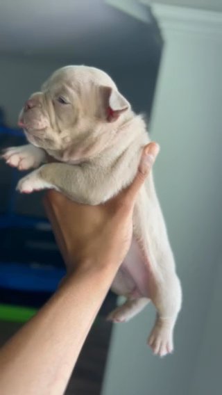 American Bully PUPPY in Dallas, Texas