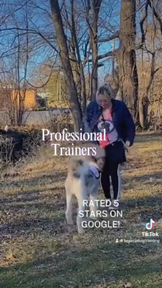Service Dog Program in Toledo, Ohio
