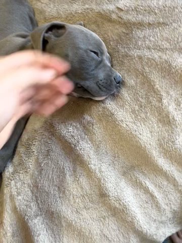 Blue Nose in Sioux Falls, South Dakota