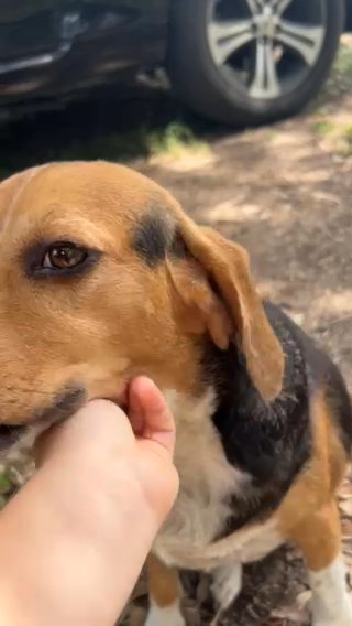 Female Beagel in San Antonio, Texas