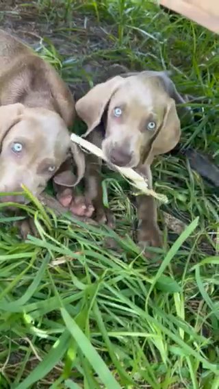 Weimaraner Puppies in Port St. Lucie, Florida