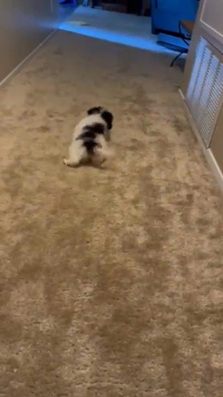 Maltipoo in San Diego, California